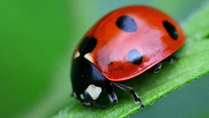 Siebenpunkt-Marienkäfer (1).jpg